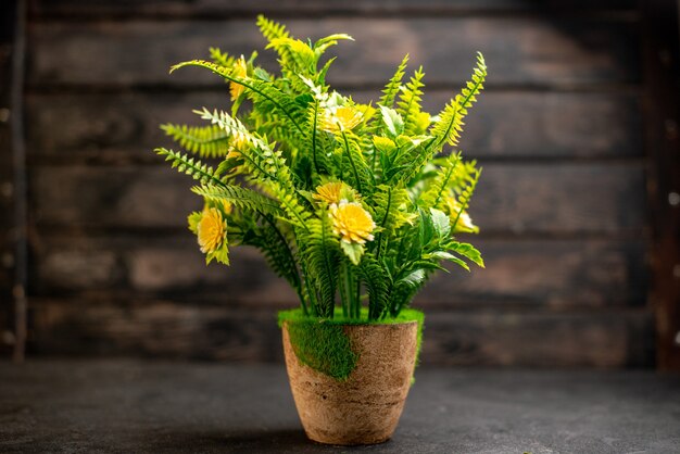 Front view potted plant on wooden surface