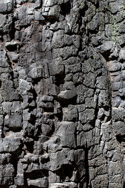 Front view of tree bark surface