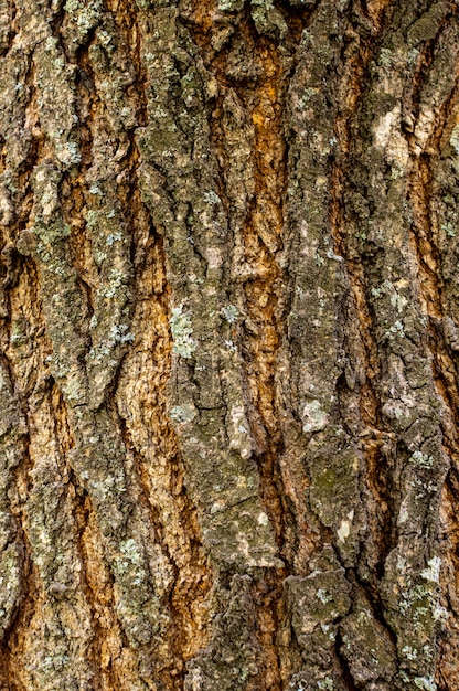 Front view of tree bark texture