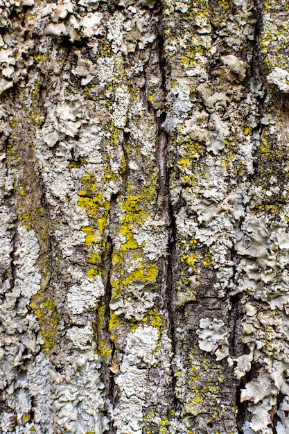 Free photo front view of tree bark texture