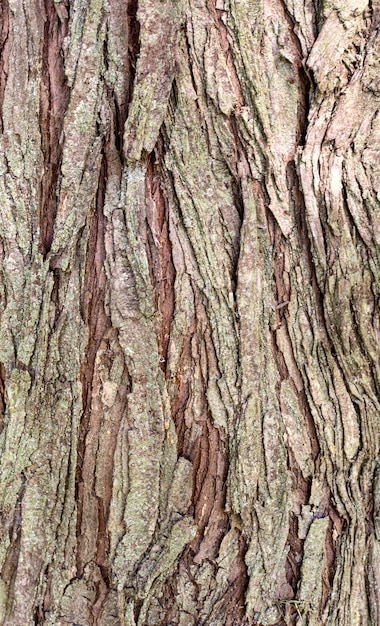 Free photo front view of tree bark texture