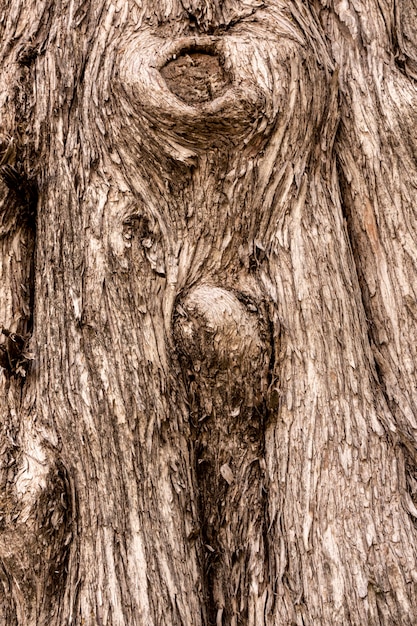 Front view of tree bark texture