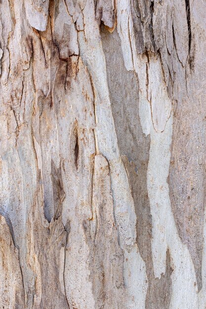 Front view of tree bark texture