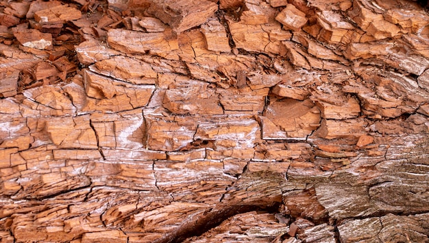 Front view of tree bark texture