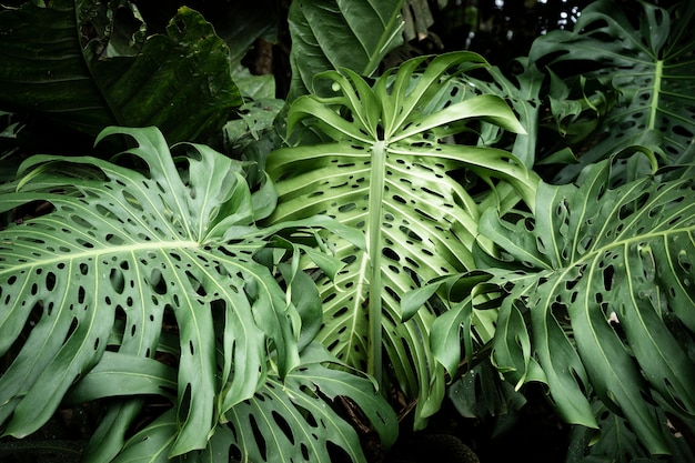 Front view tropical leaves