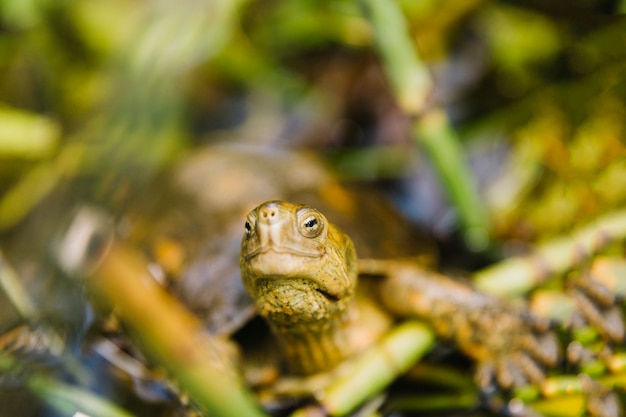 Front view of turtle