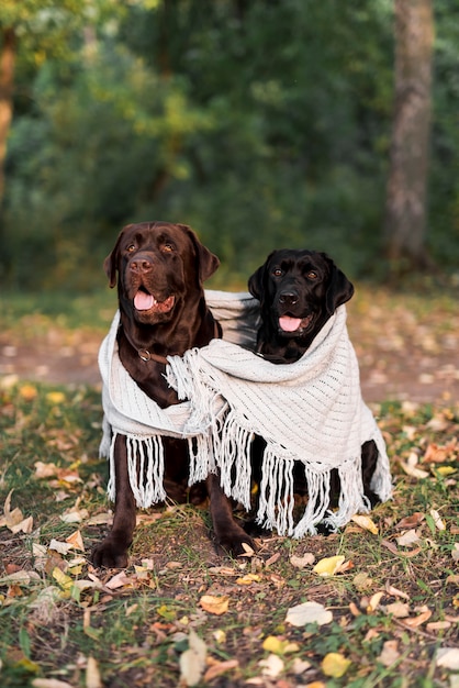 Free photo front view of two black and brown labrador sitting with white scarf in park