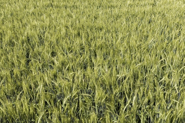 Front view of wheat field