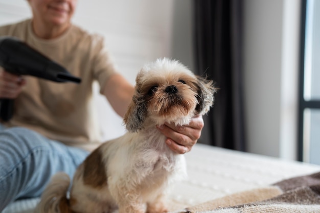 Front view woman blow drying dog