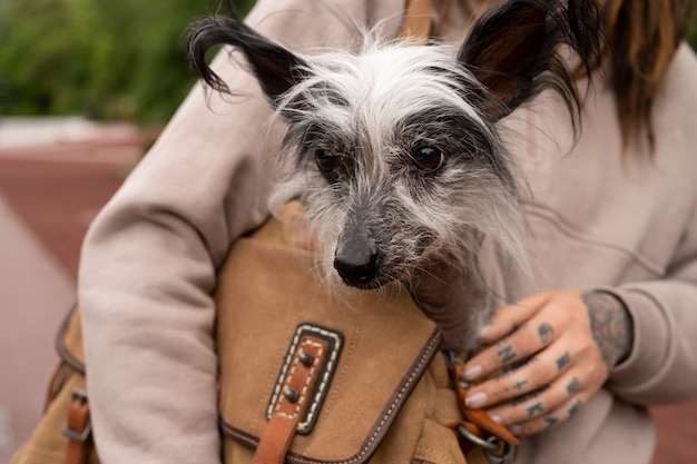 Front view woman carrying puppy in bag