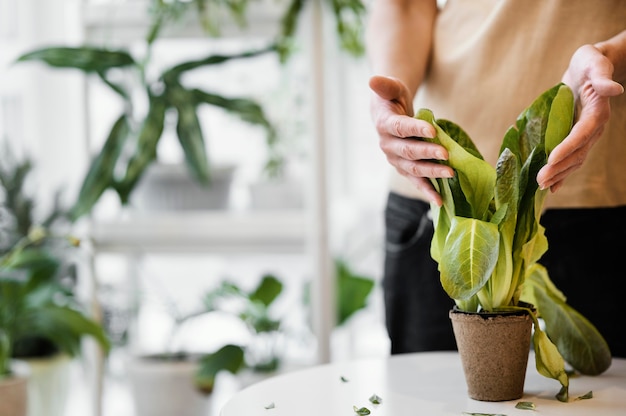 Front view of woman cultivating plant indoors with copy space