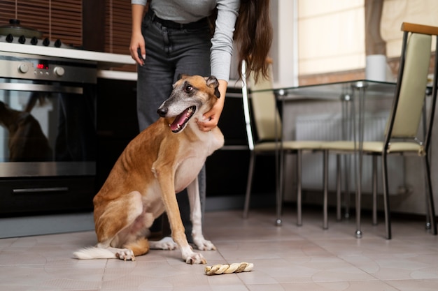 Free Photo front view woman petting dog