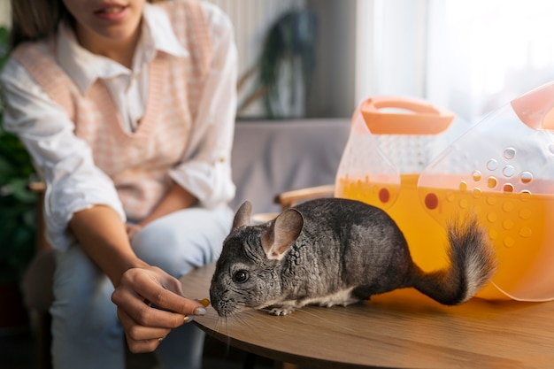 Free Photo front view woman with cute chinchilla