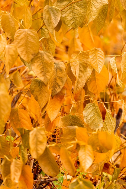 Front view of yellow leaves