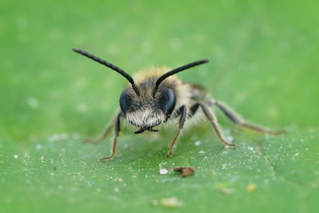 Free photo frontal closeup of a mining bee on a green leaf