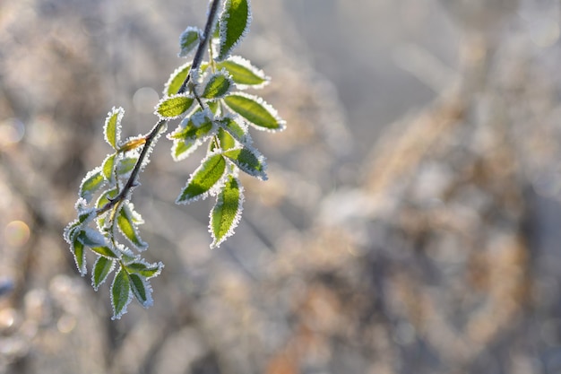 Free photo frost on branches. beautiful winter seasonal natural background.