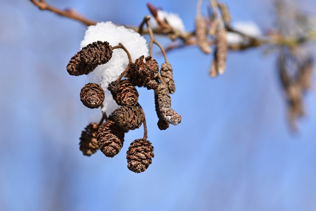 Frost and snow on branches. Beautiful winter seasonal  background. Beautiful nature.