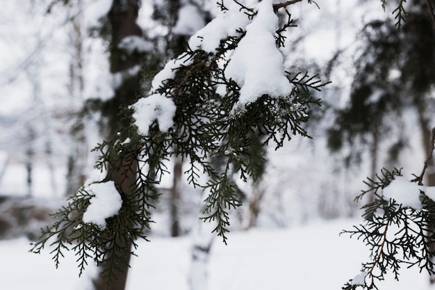 Frosty tree branches in winter