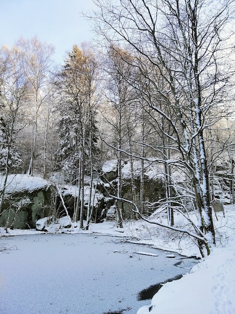 Frozen lake surrounded by trees covered in the snow under the sunlight in Larvik in Norway