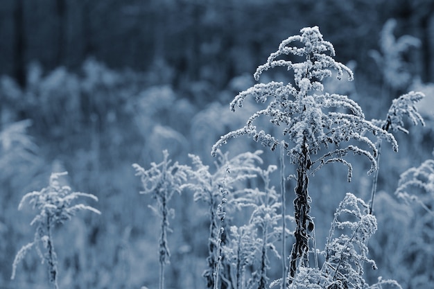 Free Photo "frozen plants in field"