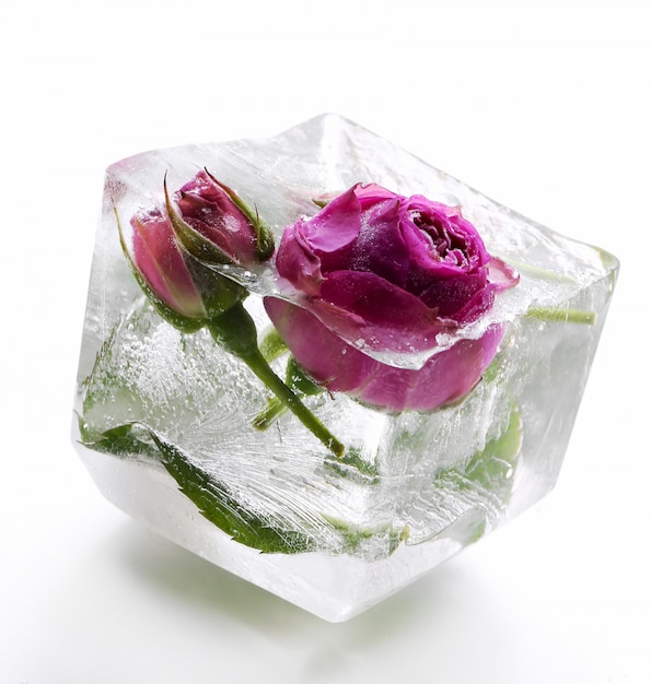 Frozen rose