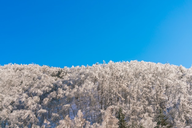 Frozen trees in winter with blue sky