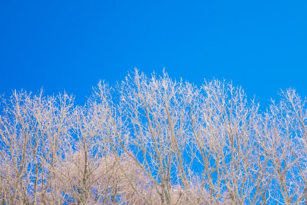 Frozen trees in winter with blue sky