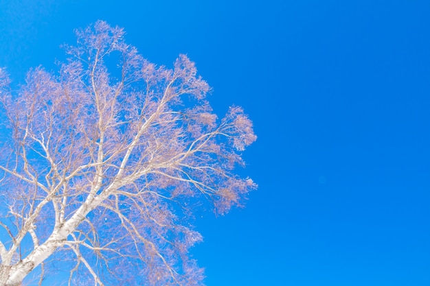 Frozen trees in winter with blue sky