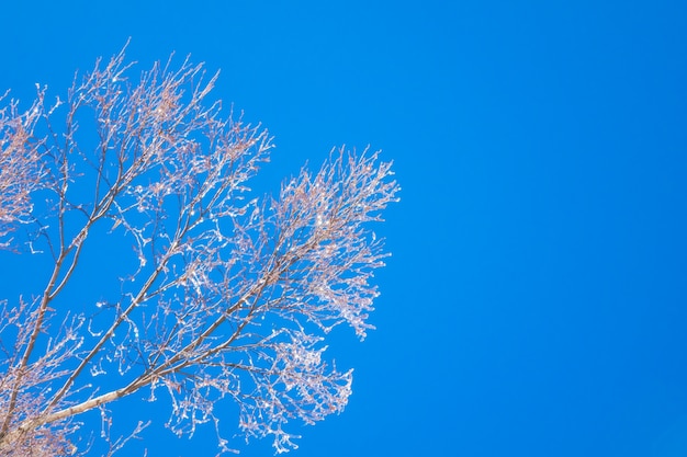 Frozen trees in winter with blue sky