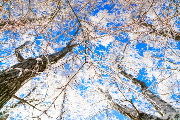 Frozen trees in winter with blue sky