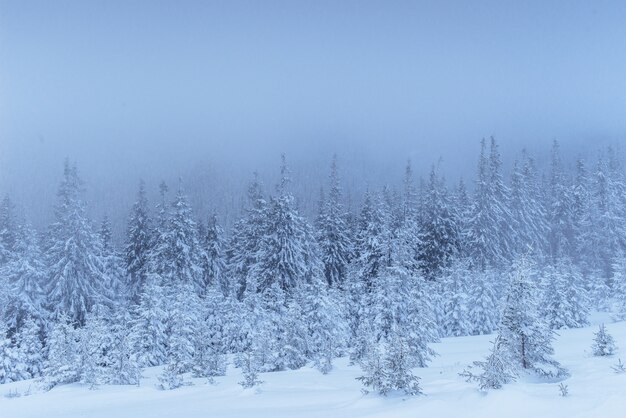 Frozen winter forest in the fog. Pine tree in nature covered with fresh snow Carpathian, Ukraine