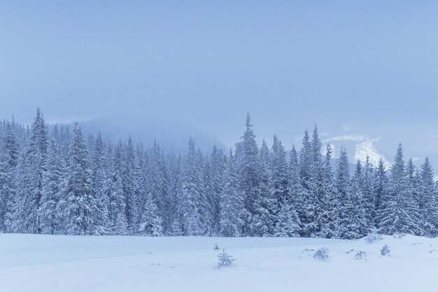 Frozen winter forest in the fog. Pine tree in nature covered with fresh snow Carpathian, Ukraine