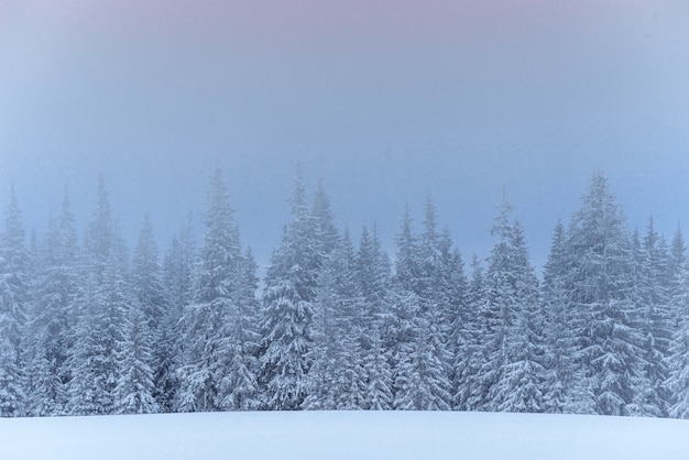 Free photo frozen winter forest in the fog. pine tree in nature covered with fresh snow carpathian, ukraine