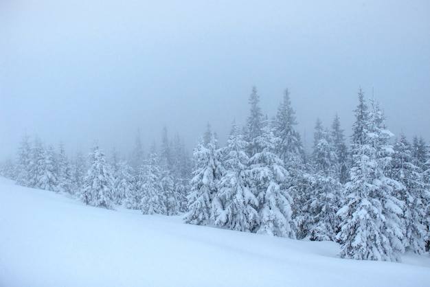 Free photo frozen winter forest in the fog. pine tree in nature covered with fresh snow carpathian, ukraine