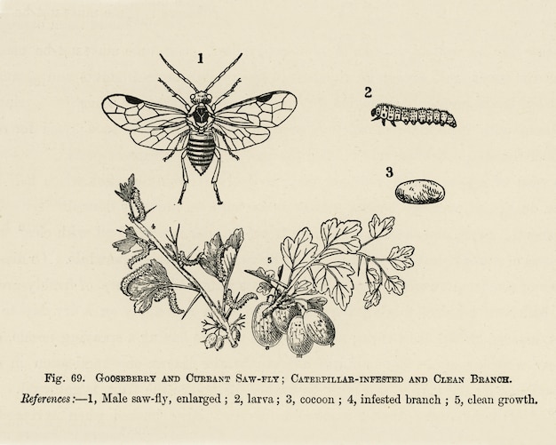 Free Photo the fruit grower's guide: vintage illustration of caterpillar-infested, clean branoh, currant 