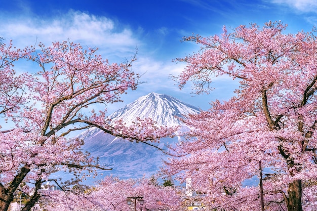 Fuji mountain and cherry blossoms in spring, Japan.