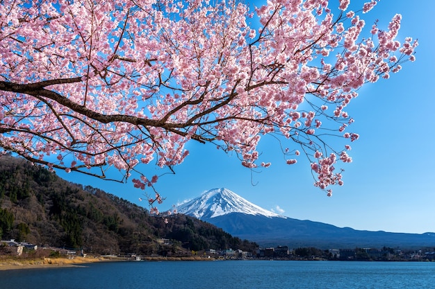 Free Photo fuji mountain and cherry blossoms in spring, japan.