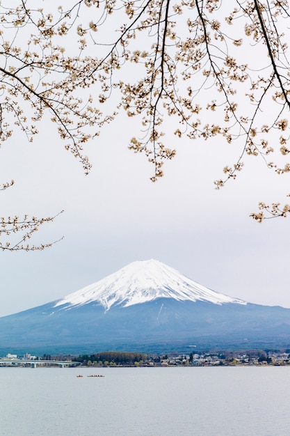 fuji mountain and sakura at kawaguchiko lake