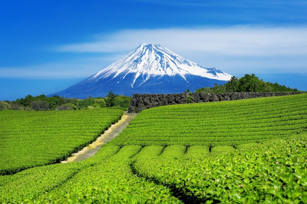 Fuji mountains and green tea plantation in Shizuoka, Japan.