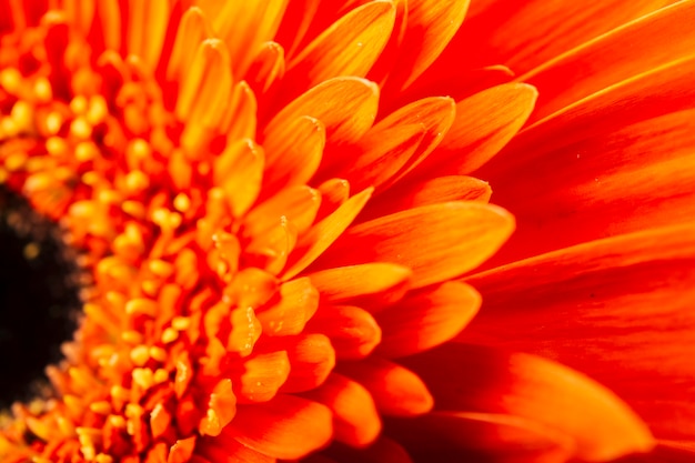 Free photo full frame of beautiful bright orange gerbera