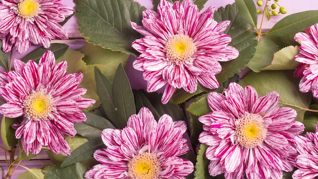 Free photo full frame of chrysanthemum flowers