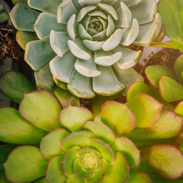 Full frame of echeveria and aeonium succulent plant