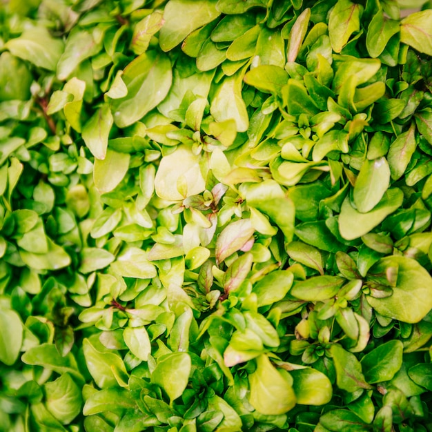 Free photo full frame of fresh green leaves background