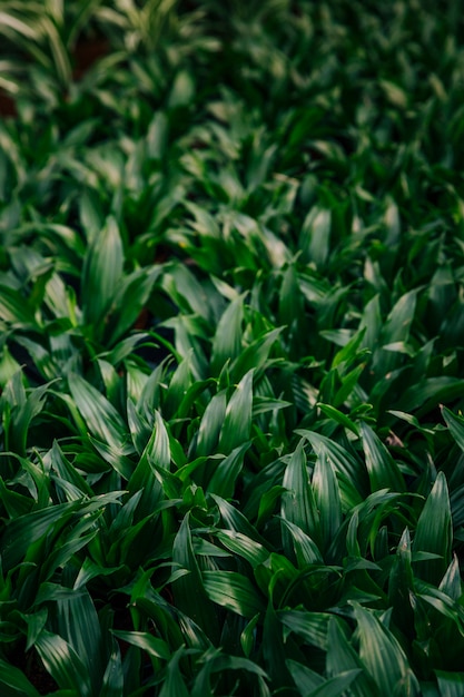 Full frame of green leaves background