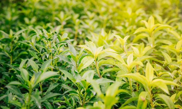 Full frame of green leaves plant