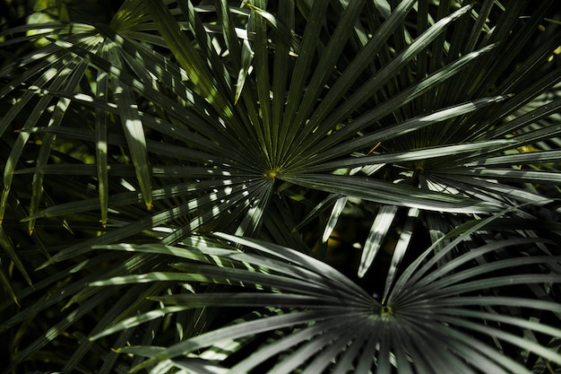 Free Photo full frame of green palm leaves