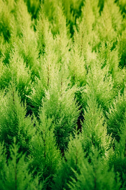 Full frame of green thuja plant background