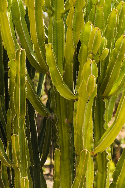 Free photo full frame of saguaro cactus