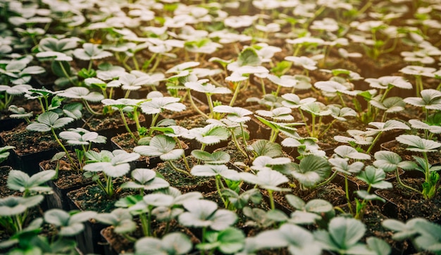 Full frame of small green seedling plants