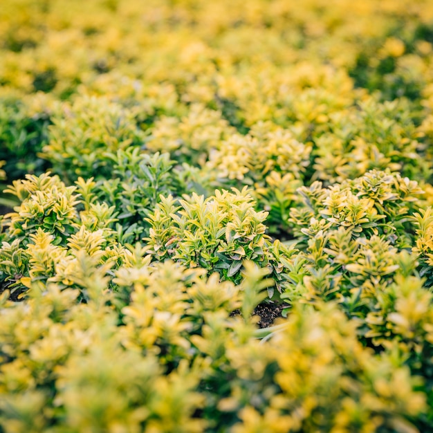 Full frame of small green and yellow leaves plant